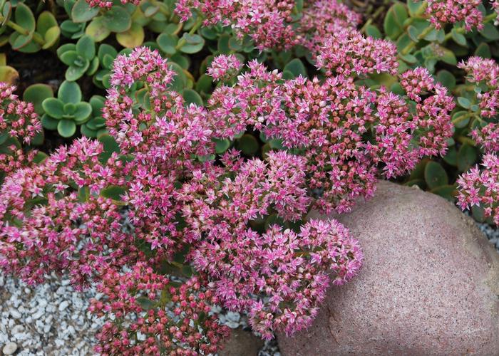 Sedum Sunsparkler® 'Lime Zinger' (Stonecrop)