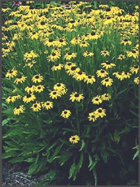 Rudbeckia fulgida var. fulgida (Black-Eyed Susan)