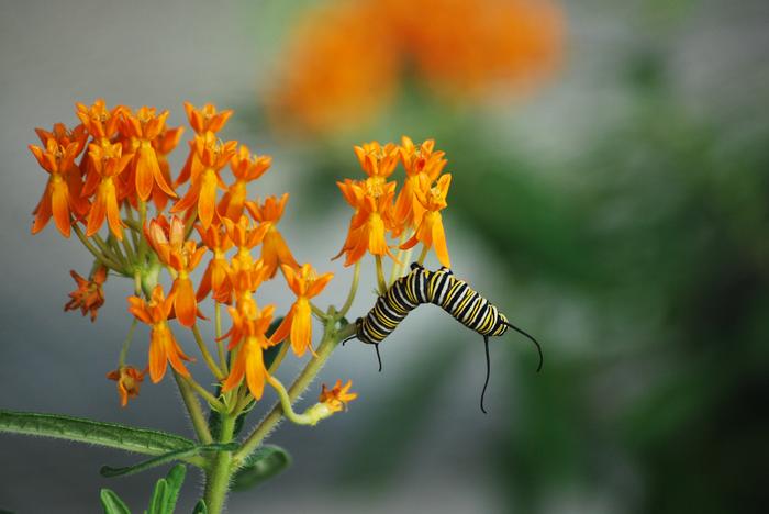 Butterfly Weed (Asclepias tuberosa), orange flowers