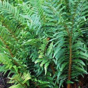 Tassel Fern (Polystichum polyblepharum)