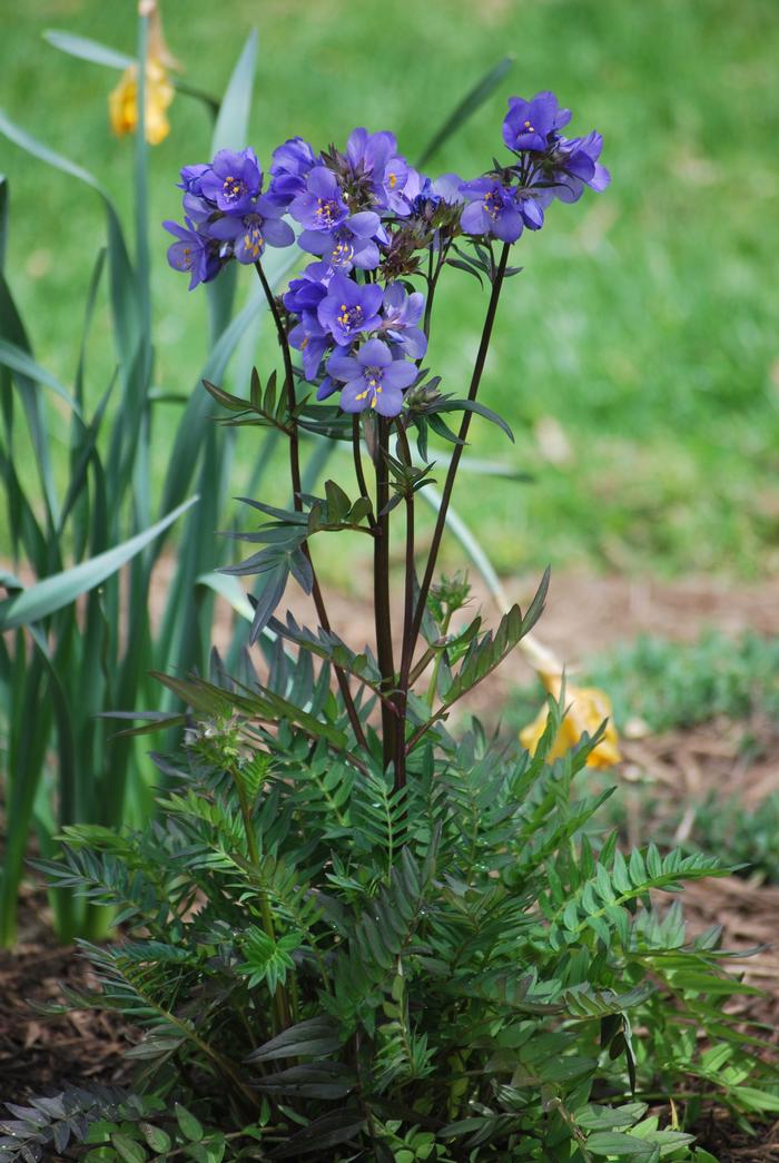 Jacob's Ladder (Polemonium caeruleum 'Bressingham Purple')