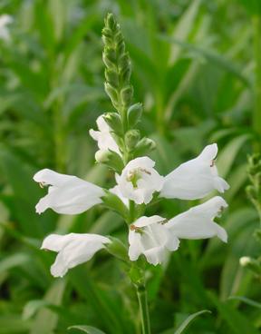 Physostegia virginiana 'Miss Manners' (Obedient Plant)