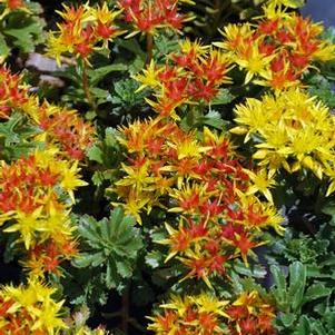 Sedum floriferum 'Weihenstephaner Gold' (Stonecrop)