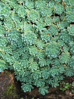 Sedum pachyclados (Stonecrop)