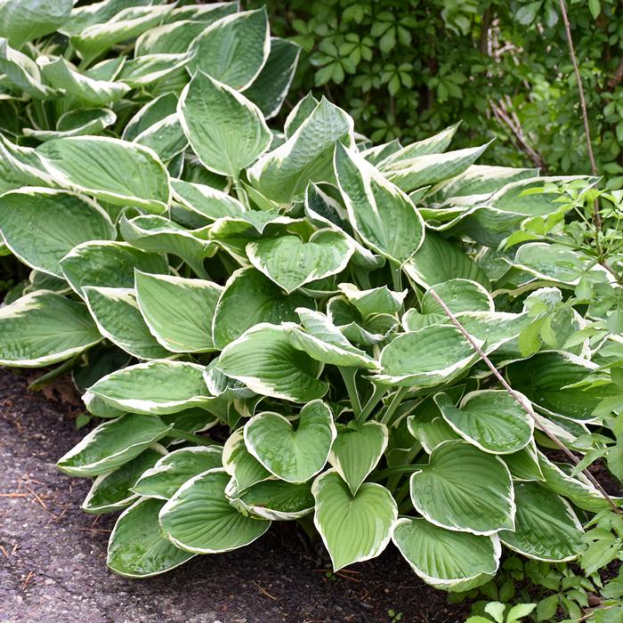 Hosta x 'Francee' (Plantain Lily)