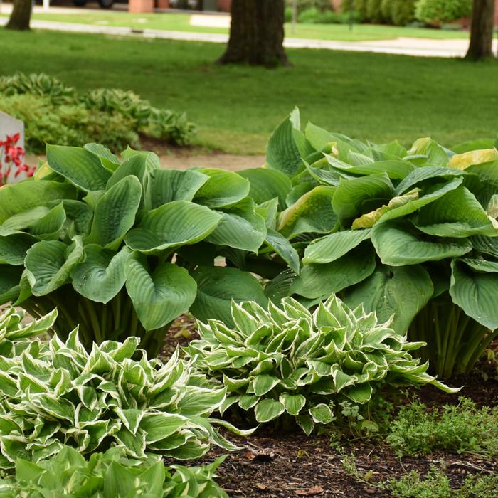 Hosta x Shadowland® 'Empress Wu' (Plantain Lily)