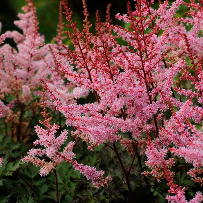 Astilbe x 'Delft Lace' (False Spirea),pink flowers