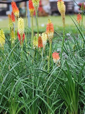 Red Hot Poker (Kniphofia uvaria 'Flamenco')