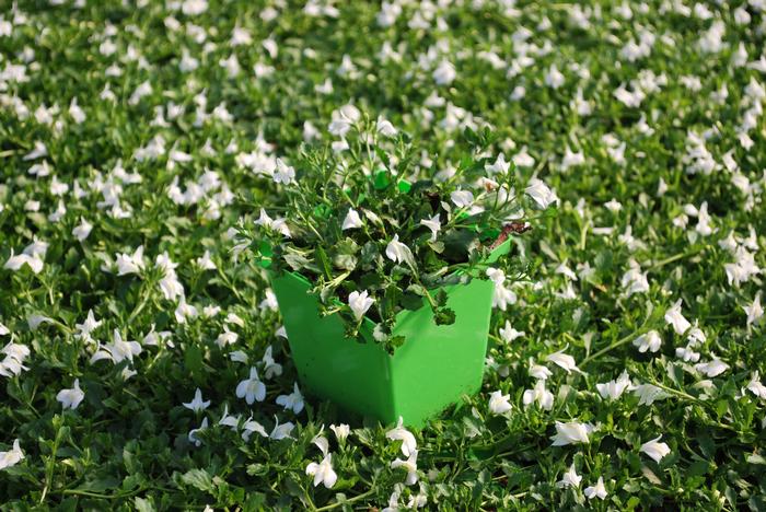 Creeping White Mazus (Mazus reptans 'Albus'), white flowers