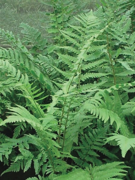 Dixie Wood Fern (Dryopteris x australis)