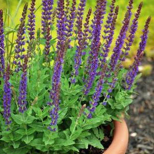 Salvia nemorosa 'East Friesland' (Sage)