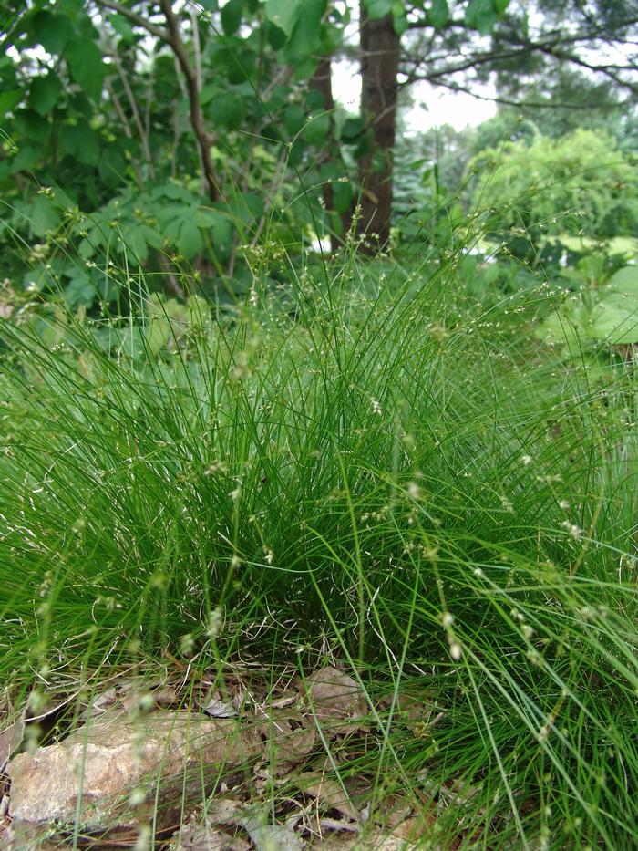 Appalachian Sedge (Carex appalachica) perennial, green grass