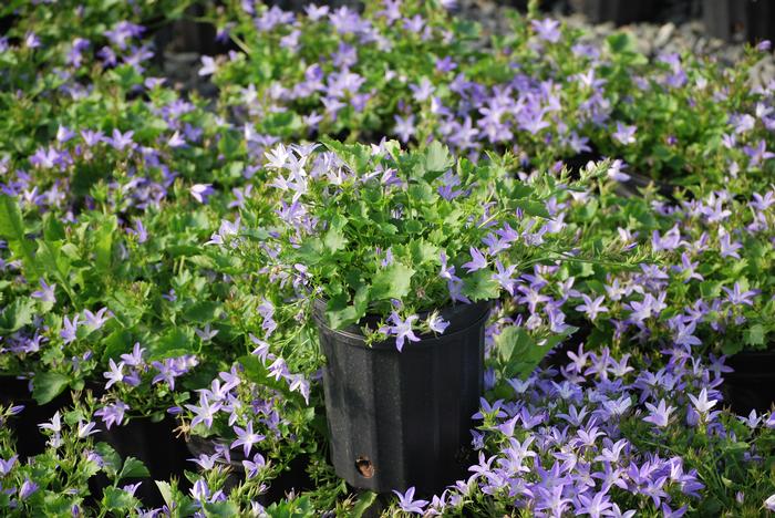 Serbian Bellflower (Campanula poscharskyana 'Blue Waterfall')