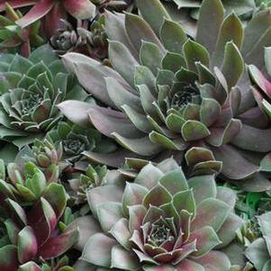 Sempervivum tectorum 'Hot Mix' (Hens and Chicks)