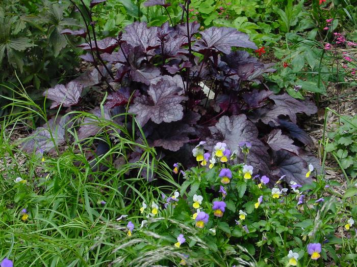 Heuchera x 'Plum Pudding' (Coral Bells)