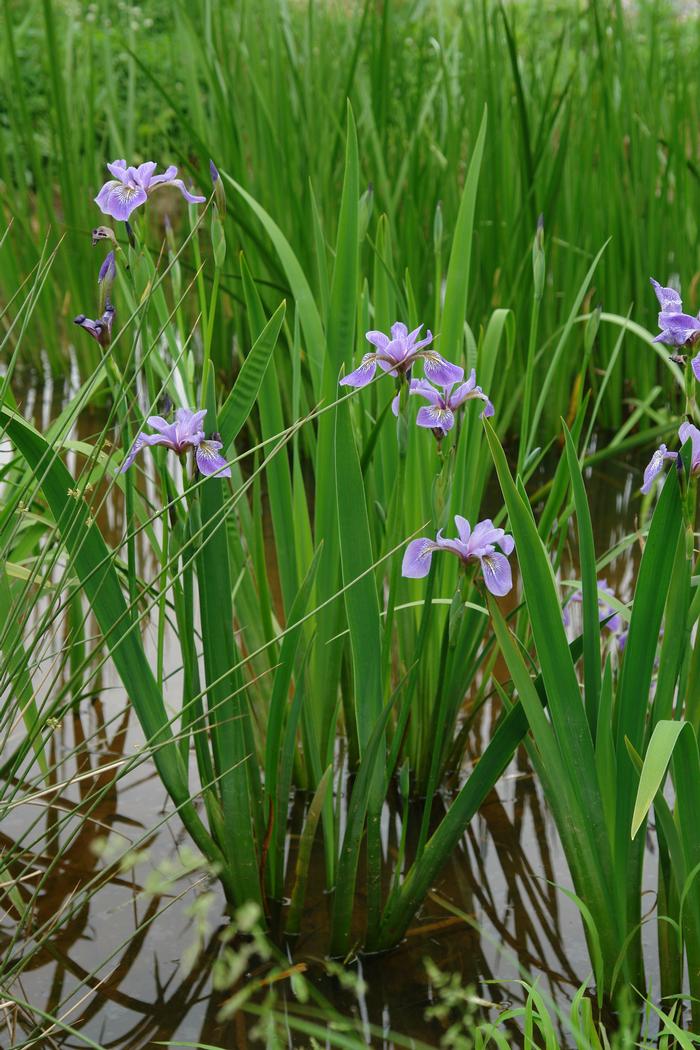 Blue Flag Iris (Iris versicolor), purple flower