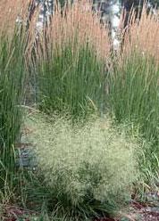 Golden Dew Tufted Hairgrass (Deschampsia cespitosa 'Goldtau')