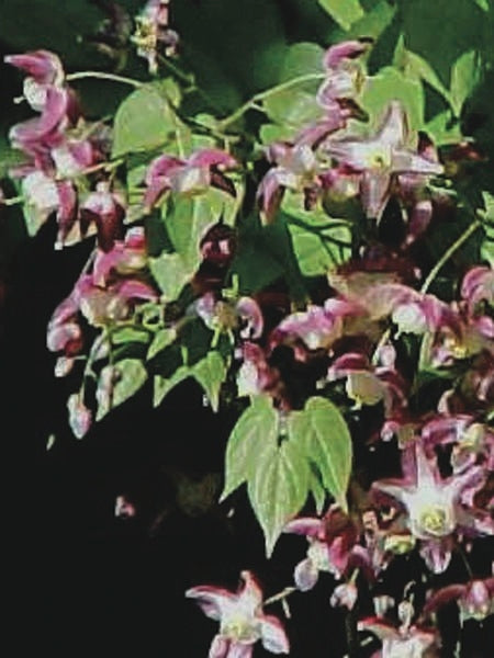 Epimedium rubrum (Barrenwort)