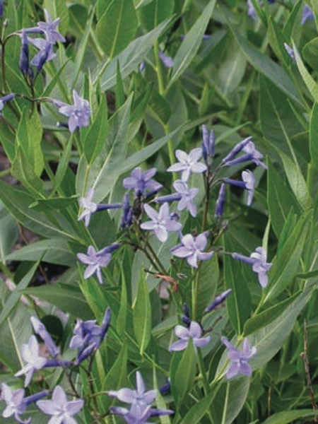 Amsonia x 'Blue Ice' (Bluestar) perennial