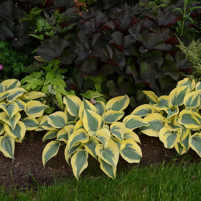 Hosta x Shadowland® 'Autumn Frost' (Plantain Lily)