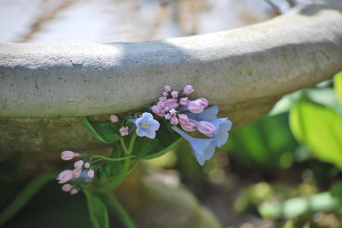 Virginia Blue Bells (Mertensia virginica)