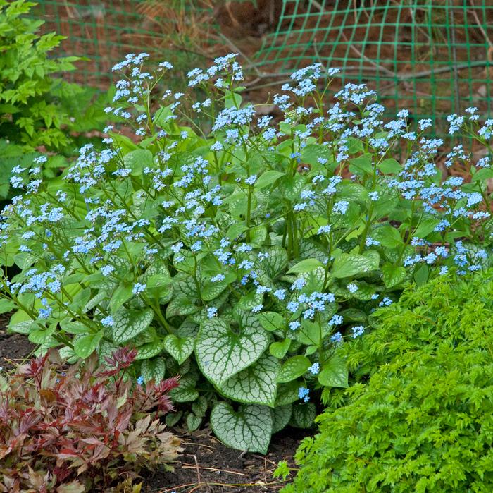 Variegated Dwarf Anchusa (Brunnera macrophylla 'Jack Frost')