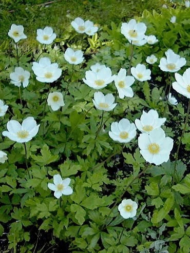 Snowdrop Anemone (Anemone sylvestris)