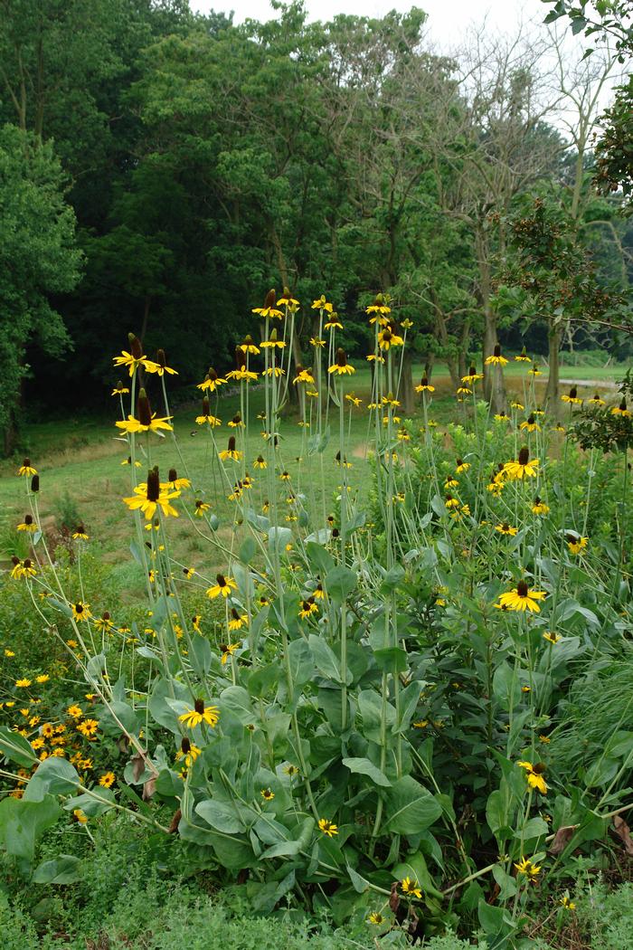 Rudbeckia maxima (Coneflower)