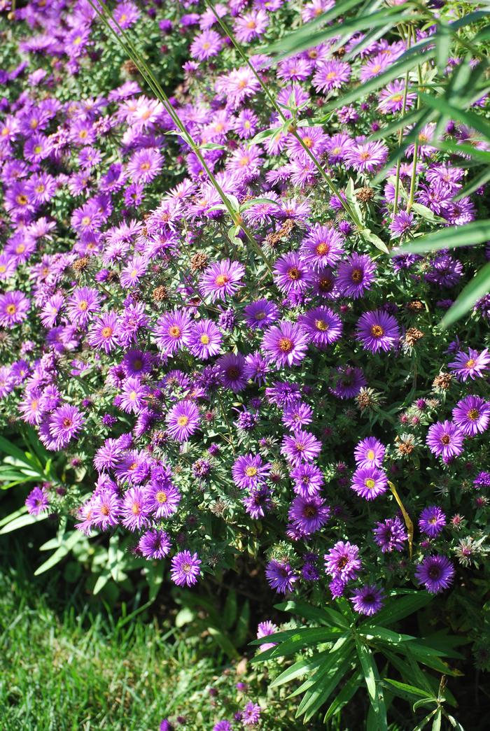 Aster novae-angliae 'Purple Dome' (New England Aster) perennial, purple flowers