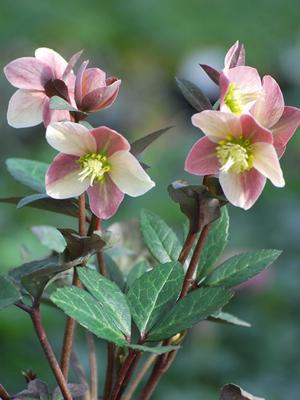 Helleborus x ballardiae HGC 'Pink Frost' (Helleborus Gold Collection® Lenten Rose)