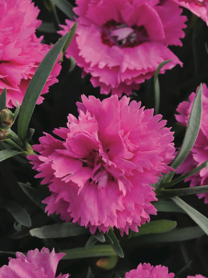 Dianthus Everlast™Orchid (Garden Pinks), pink flowers
