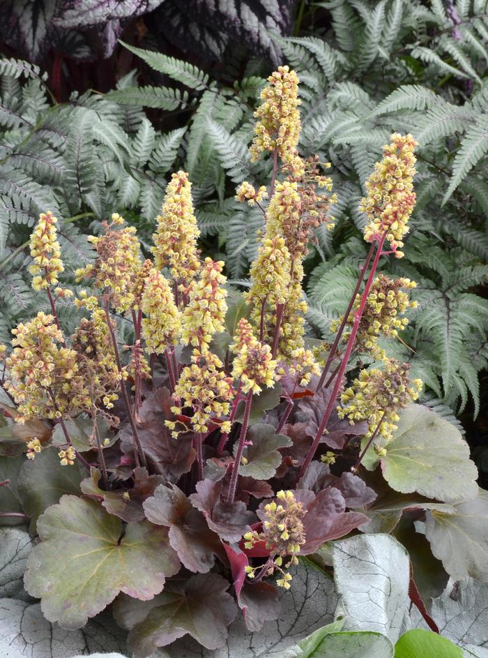 Heuchera x 'Blondie' (Coral Bells)