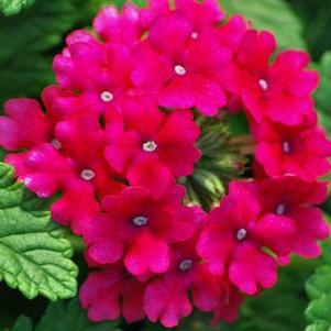 Verbena EnduraScape™Hot Pink (Vervain)