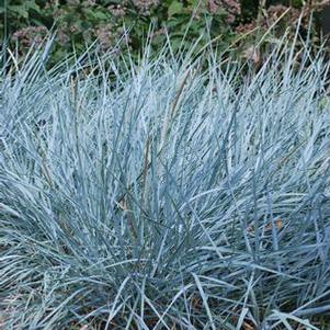 Blue Lyme Grass (Elymus arenarius 'Blue Dune')