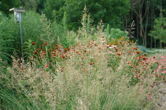 Prairie Dropseed (Sporobolus heterolepsis)