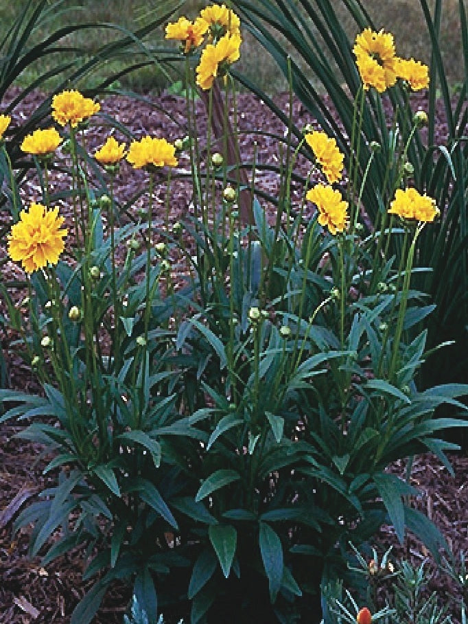 Coreopsis grandiflora 'Early Sunrise' (Tickseed), yellow flowers