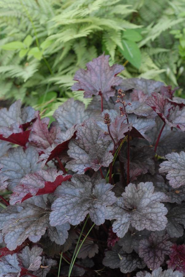 Heuchera x 'Plum Pudding' (Coral Bells)