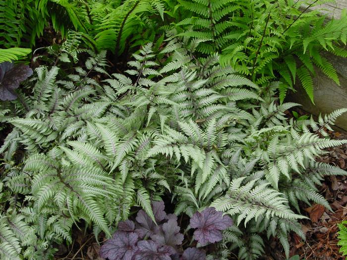 Japanese Painted Fern (Athyrium niponicum var. pictum)