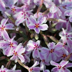 Phlox subulata 'Candy Stripes' (Moss Pinks)