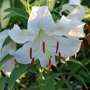 Lilium (Oriental) 'Casa Blanca' (Oriental Hardy Lily)