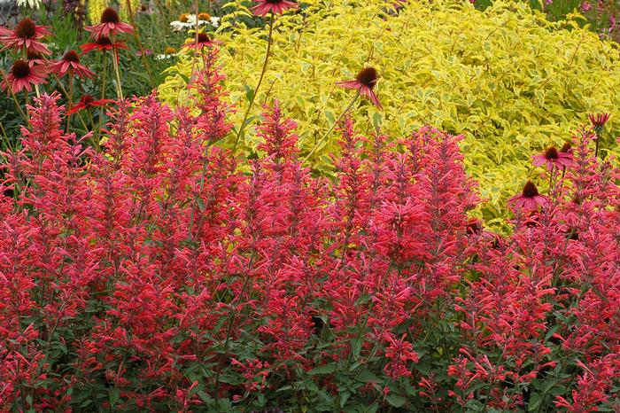 Agastache x Kudos™ Coral (Dwarf Hummingbird Mint) perennial