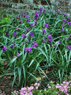 Tradescantia 'Concord Grape' (Spiderwort)