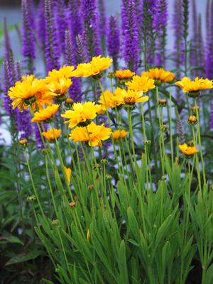 Coreopsis grandiflora 'Early Sunrise' (Tickseed), yellow flowers