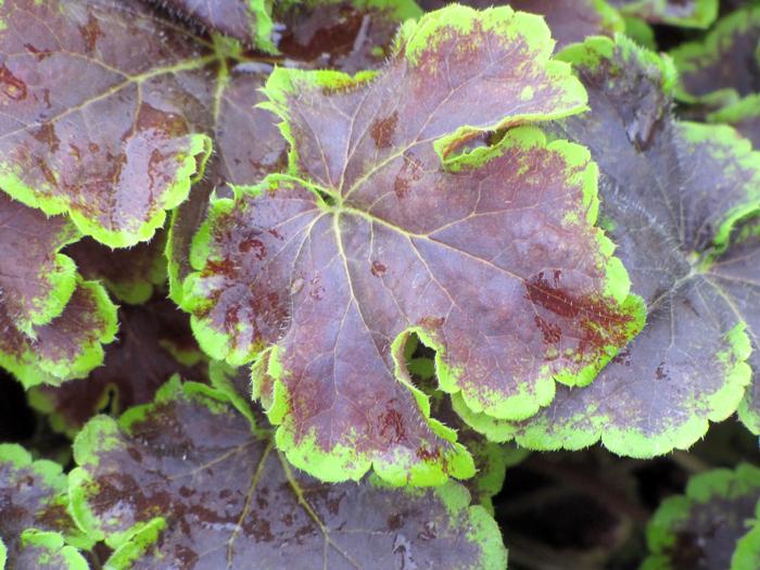 Heucherella 'Solar Eclipse' (Foamy Bells)