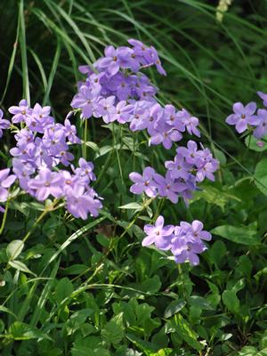 Phlox stolonifera 'Sherwood Purple' (Creeping Phlox)