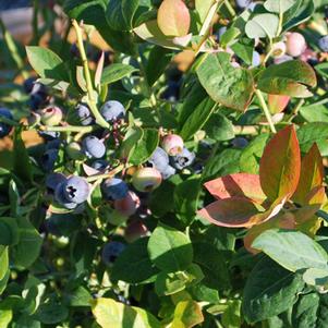 Bushel and Berry® Pink Icing® (Vaccinium Pink Icing®)