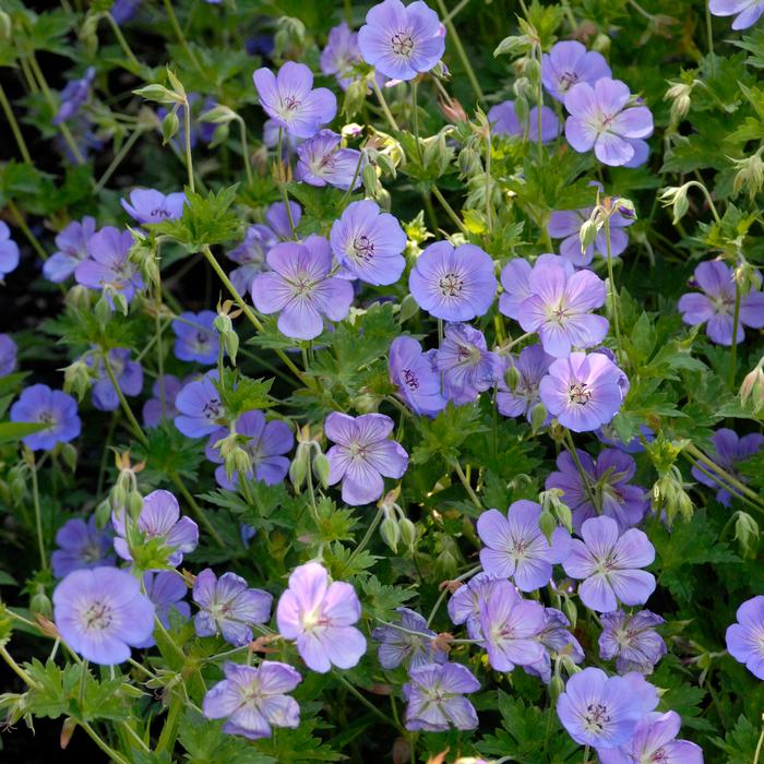 Geranium x 'Rozanne' (Cranesbill)