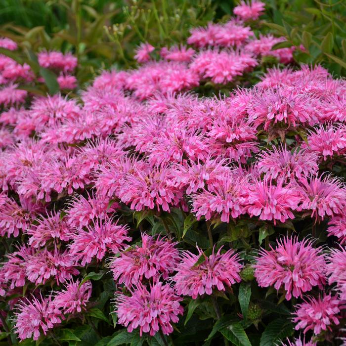 Monarda x 'Bubblegum Blast' (Sugar Buzz® Bee Balm)