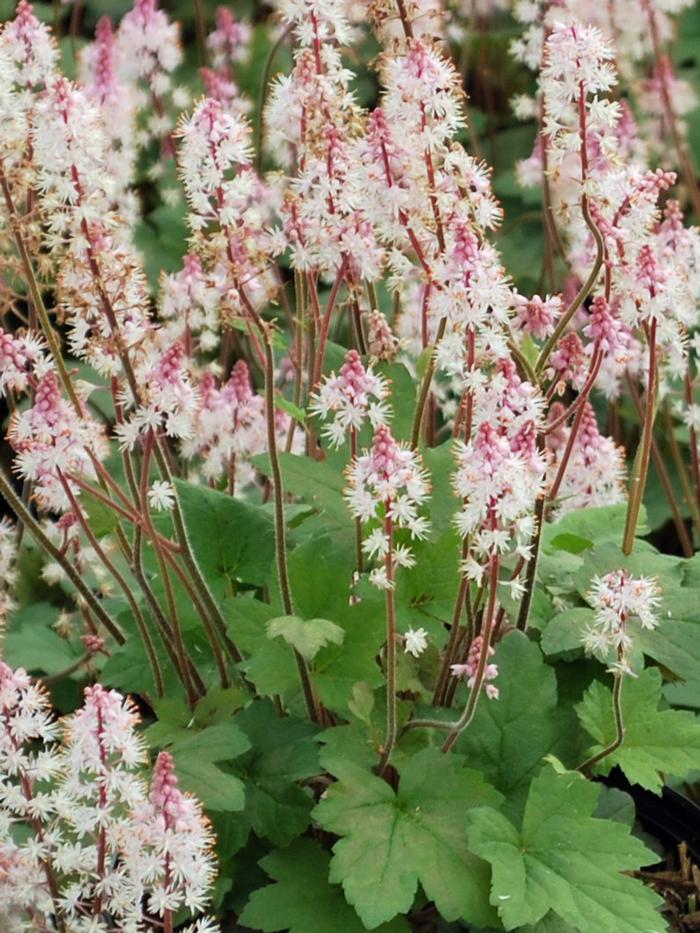 Tiarella cordifolia 'Oakleaf' (Foam Flower)