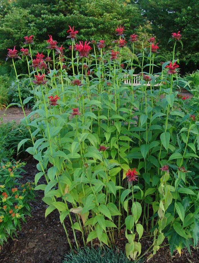 Monarda didyma 'Jacob Cline' (Bee Balm)